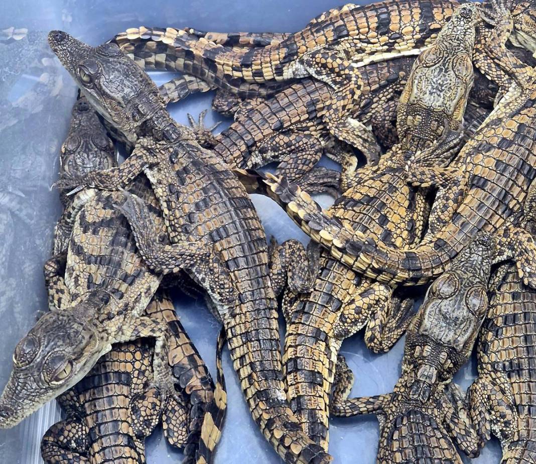 Ülkeye bavulun içinde timsah sokmaya çalıştılar! 12'si canlı, 5'i ölü ele geçirildi 2